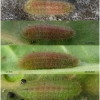 lyc dispar larva3 volg11